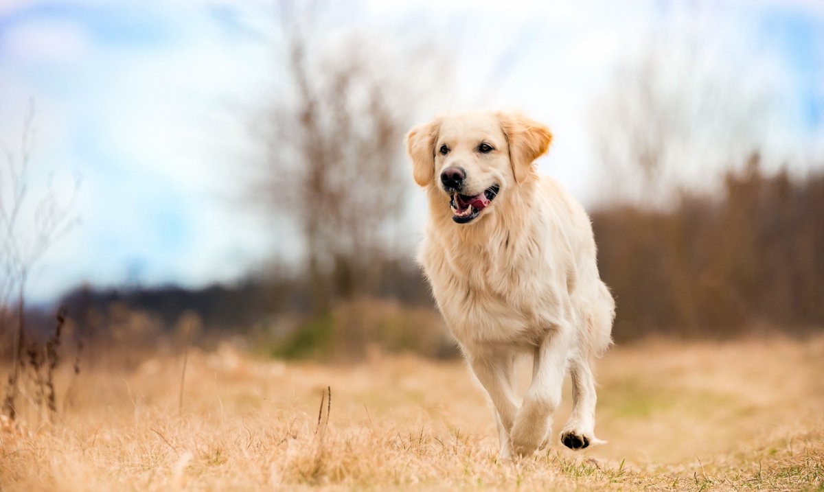 Лабрадор ретривер бежит