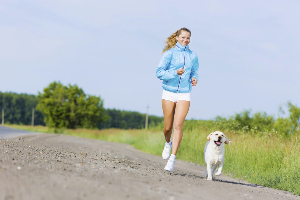 Спаниель аджилити