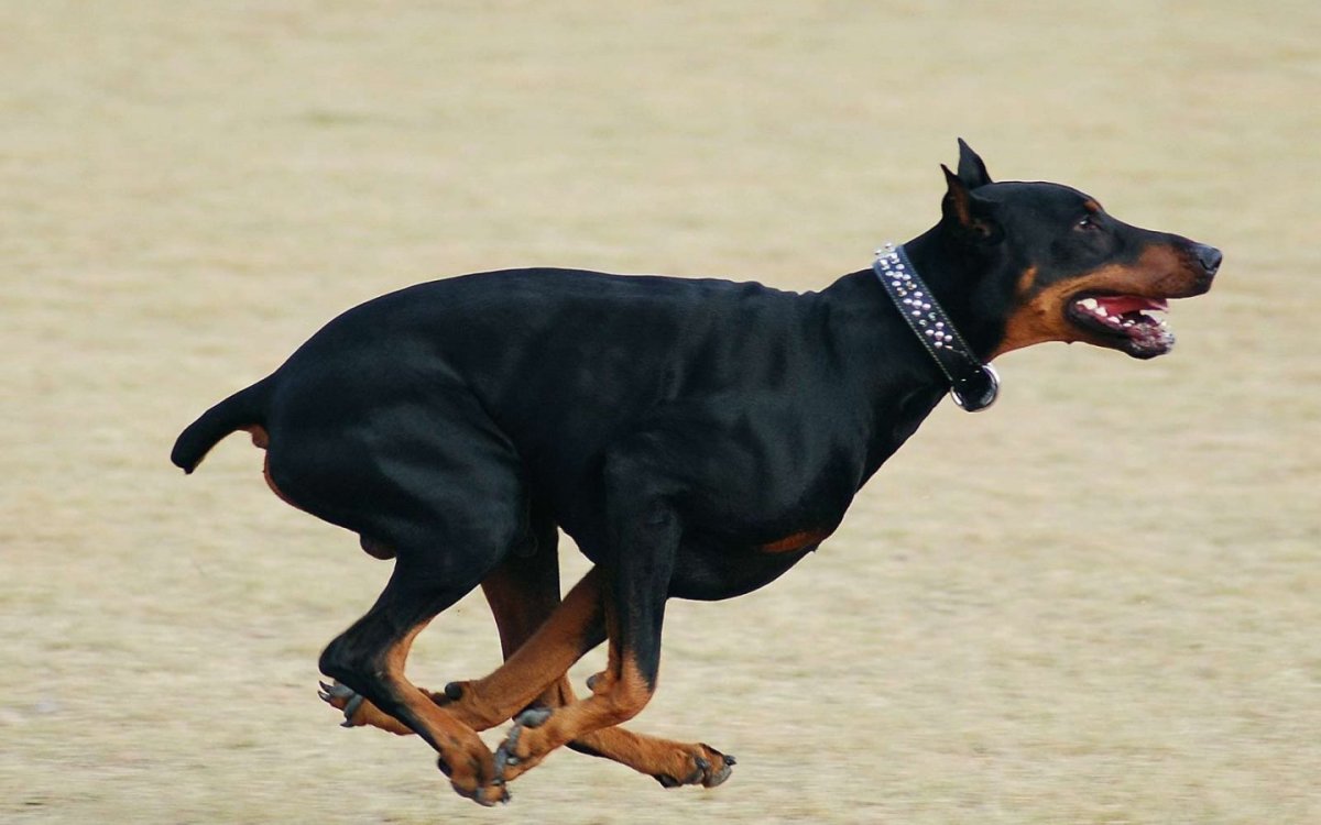 Собака бежит рисунок