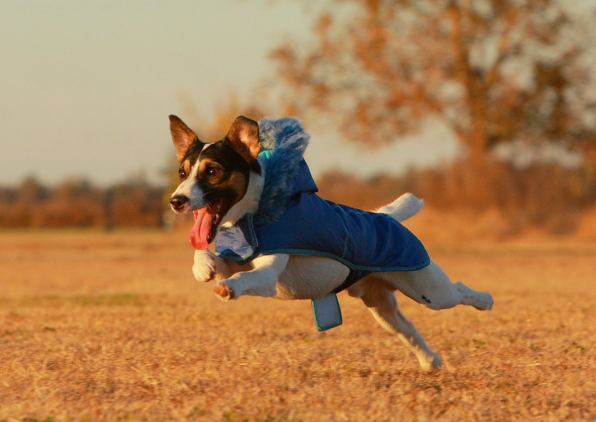 Ам кокер бежит