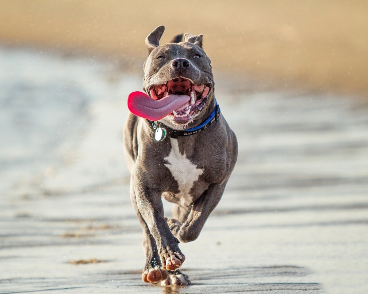 Одежда для прогулок с собакой