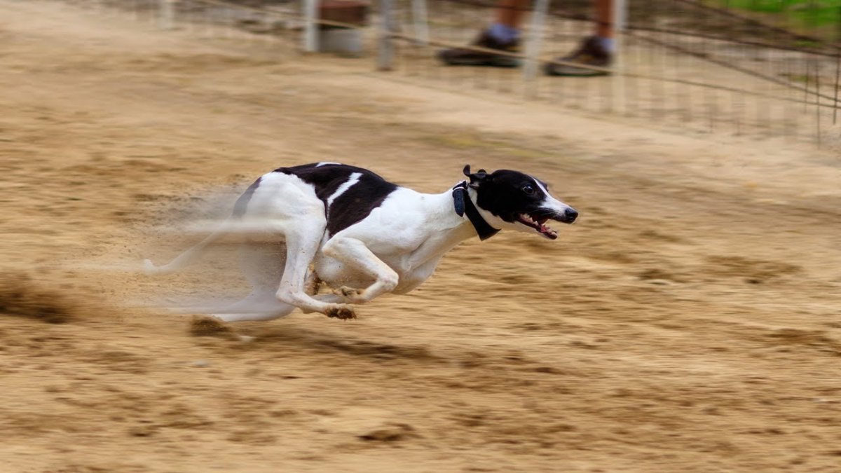 Джек Рассел терьер в прыжке