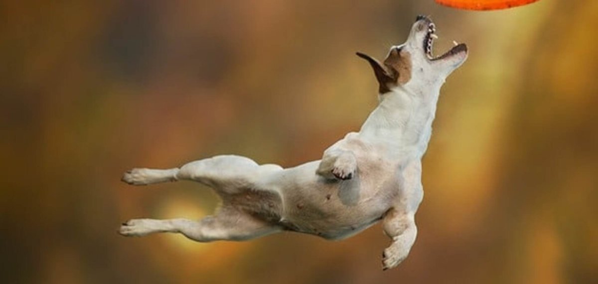 Бегущая собака без фона