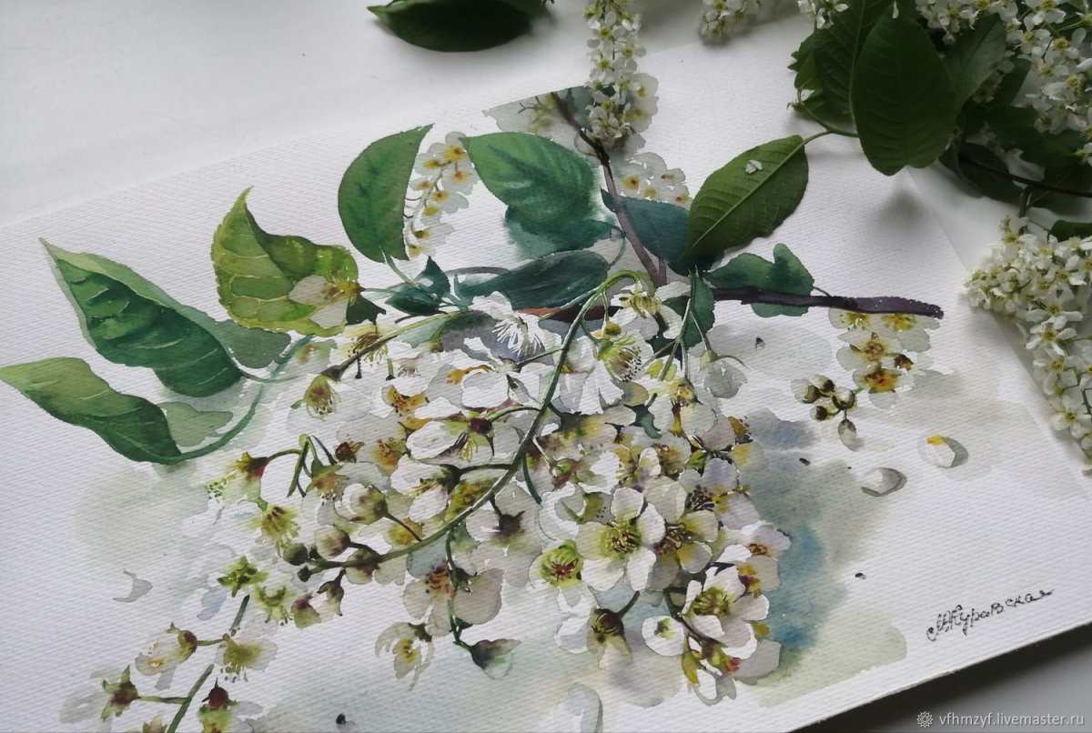 Ветка черемухи акварель