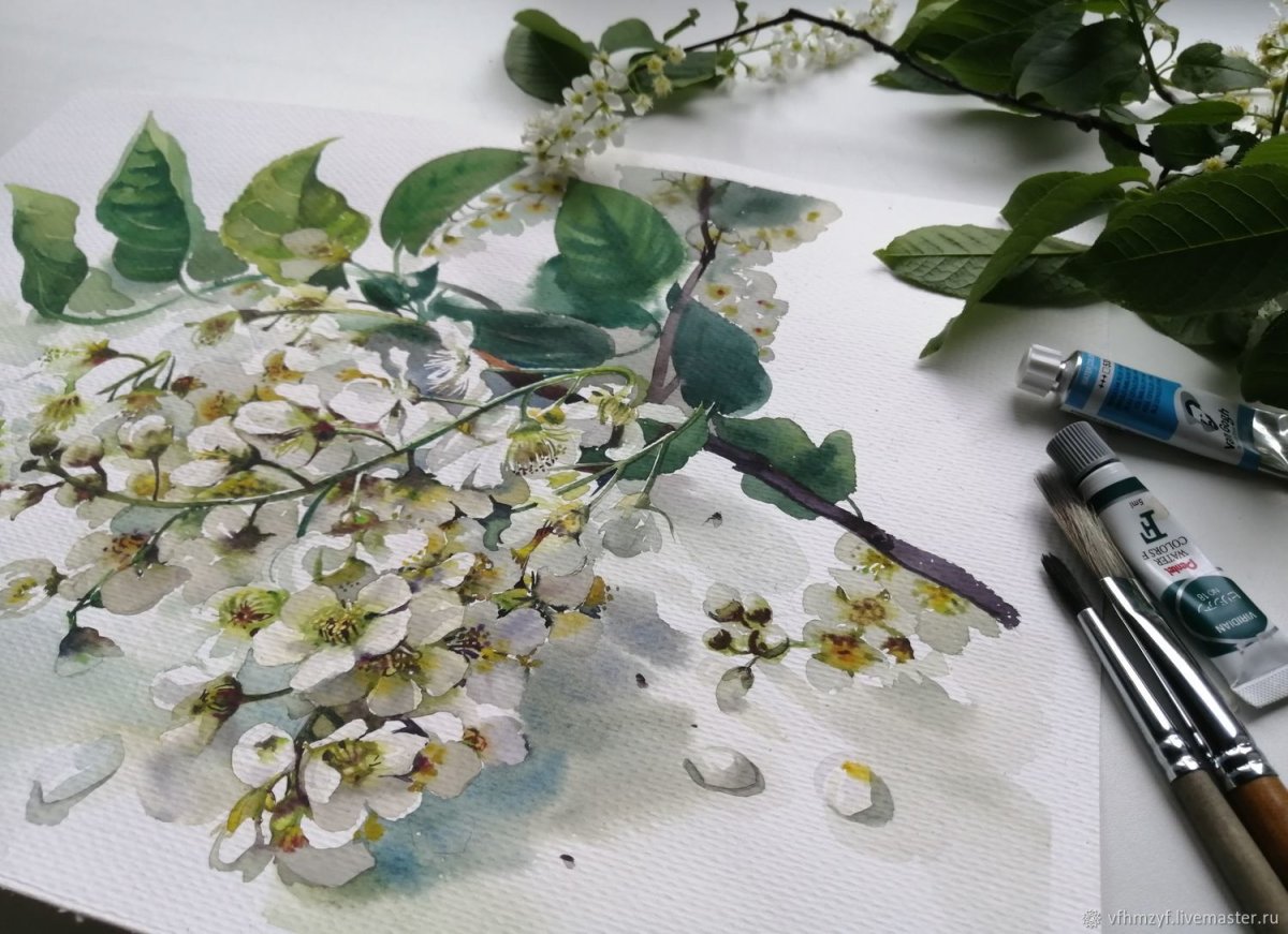 Черемуха акварелью