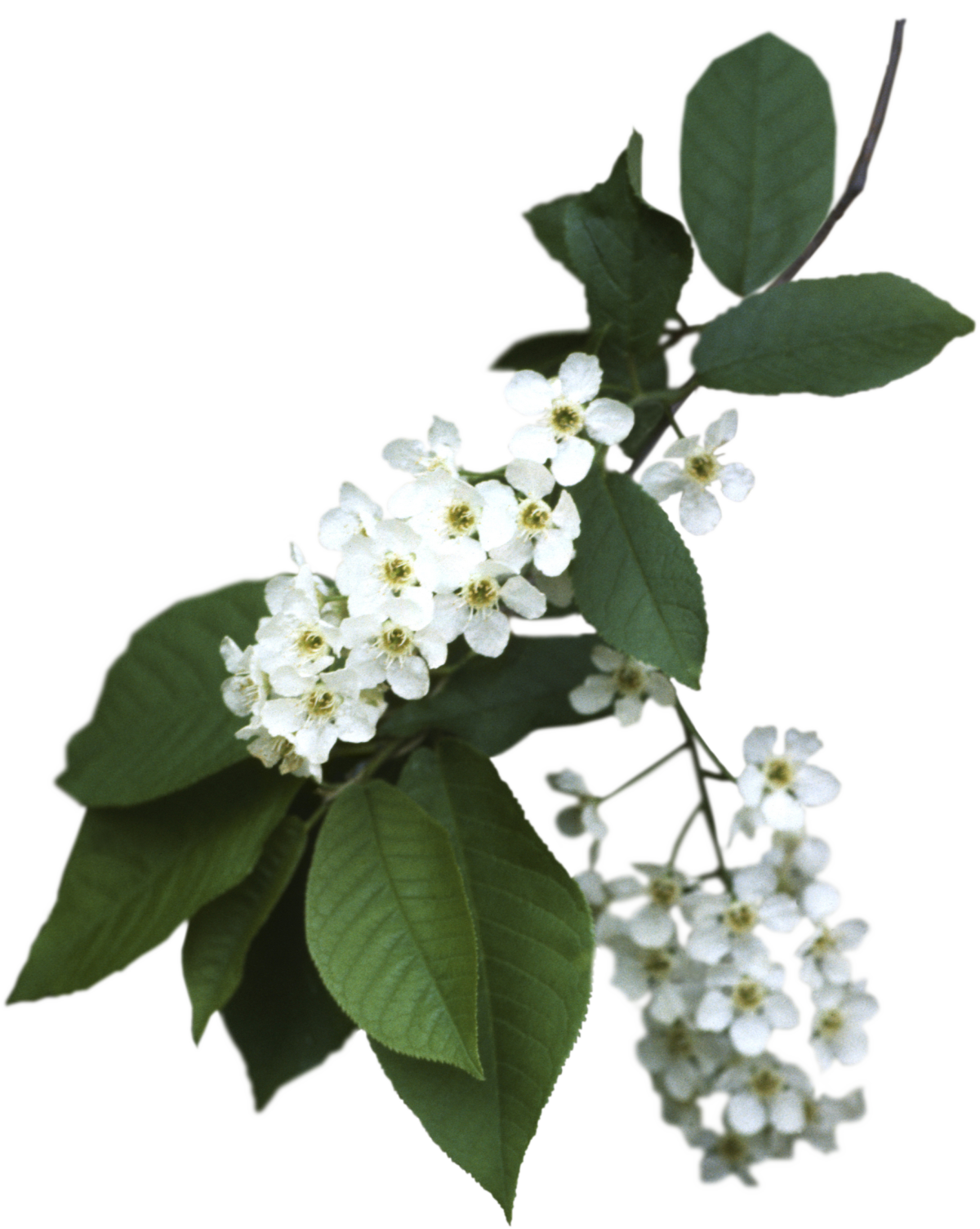 Черемуха дерево ветка