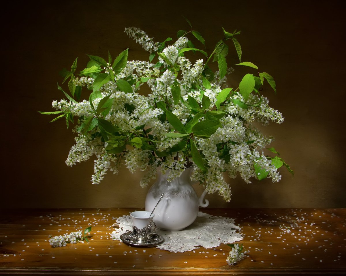 Ветви черемухи