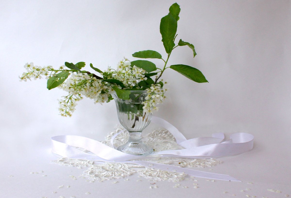 Ветка черемухи на прозрачном фоне