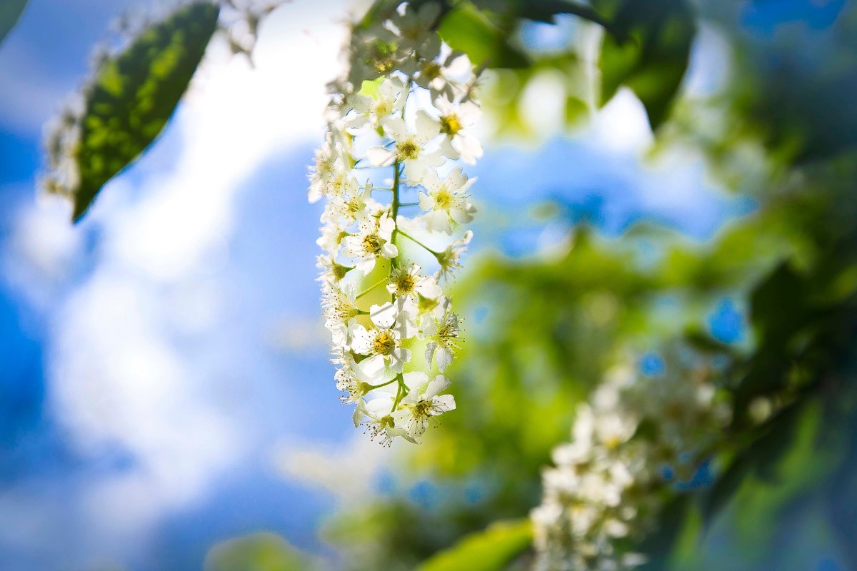 Черемуха азиатская
