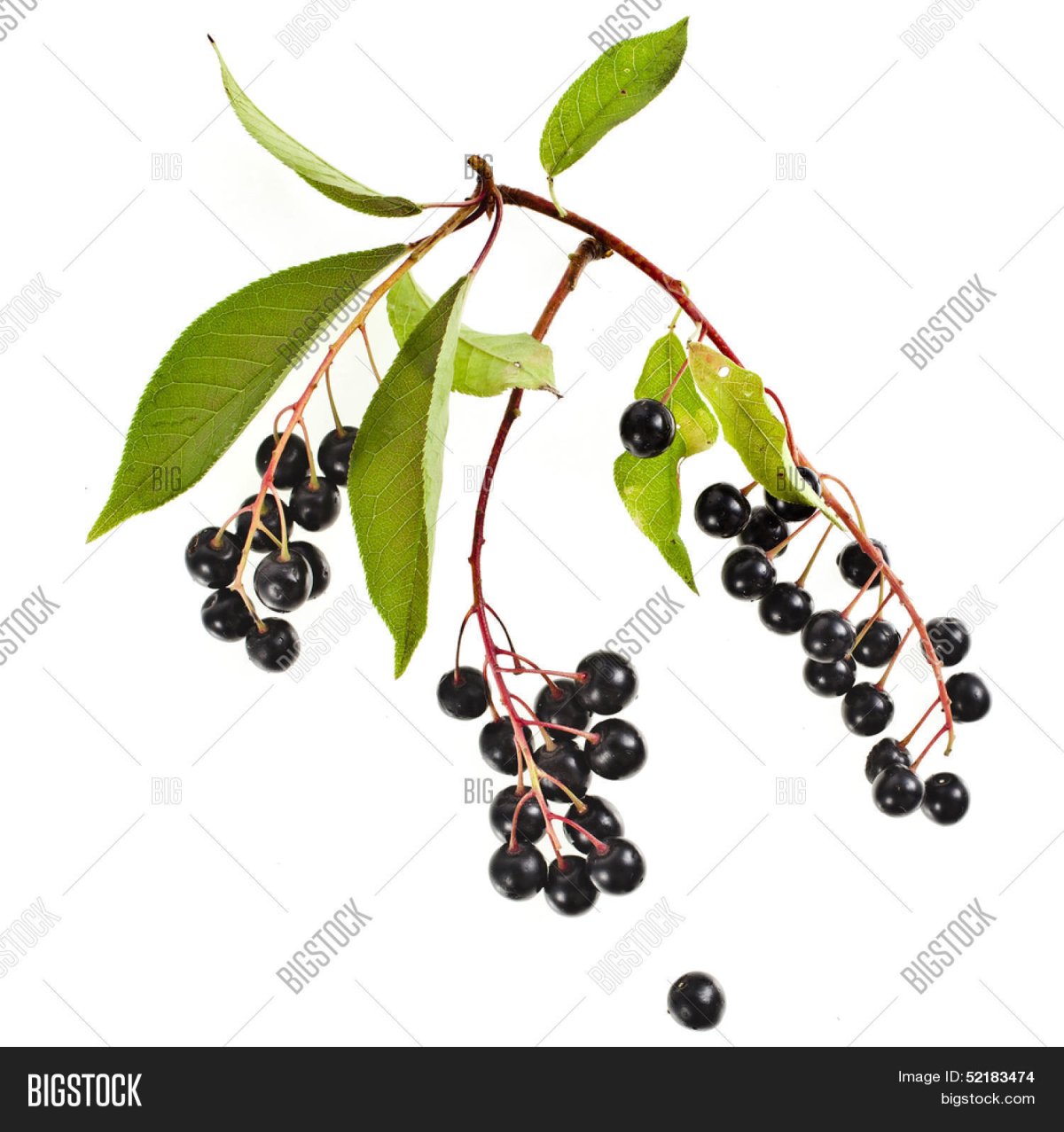 Бунин ветка черемухи