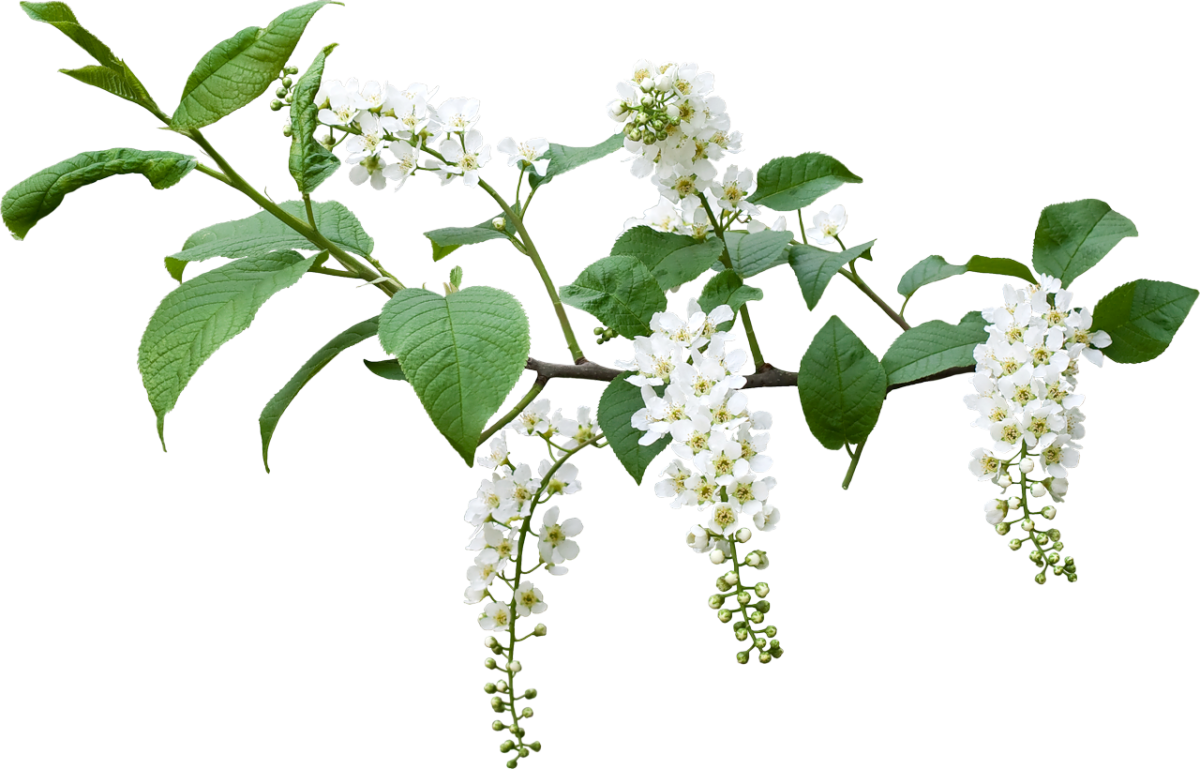 Цветущая веточка черемухи