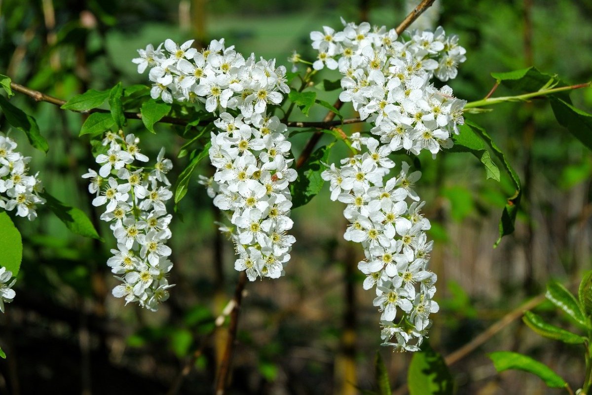 Ветка черемухи из мастики