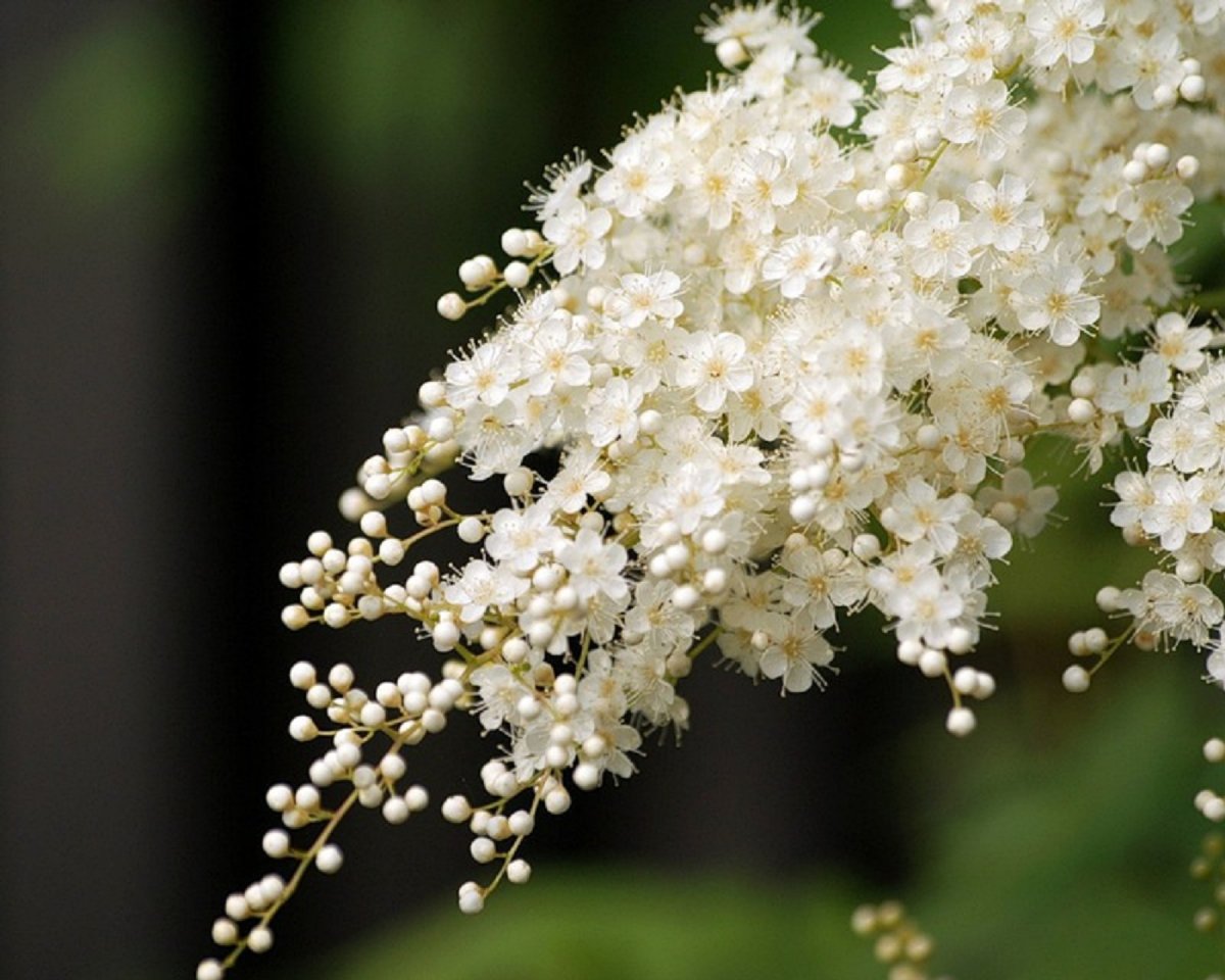 Древовидная черемуха