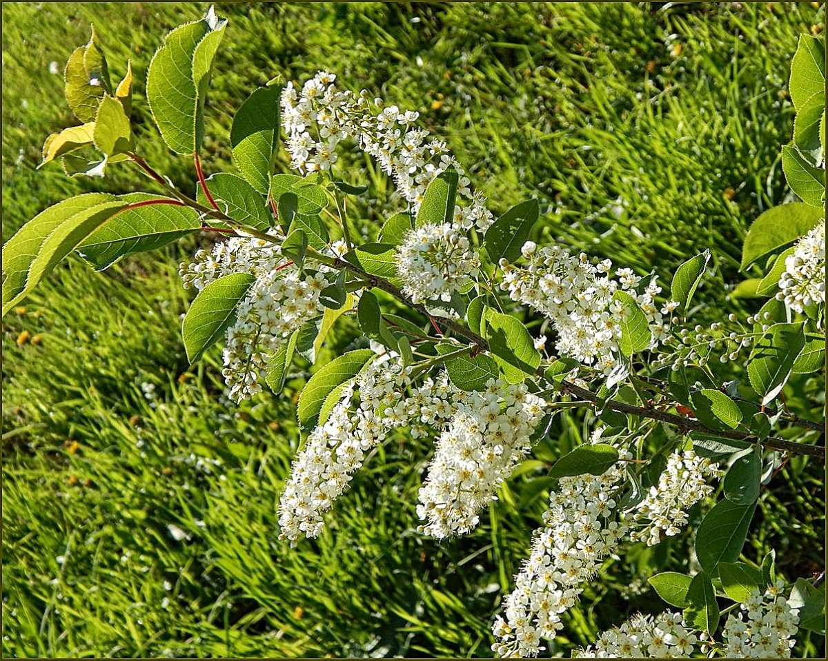 Букет сирени и черемухи