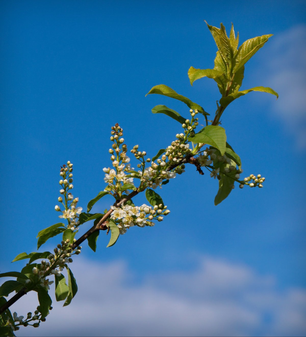 Феденкова Татьяна натюрморт