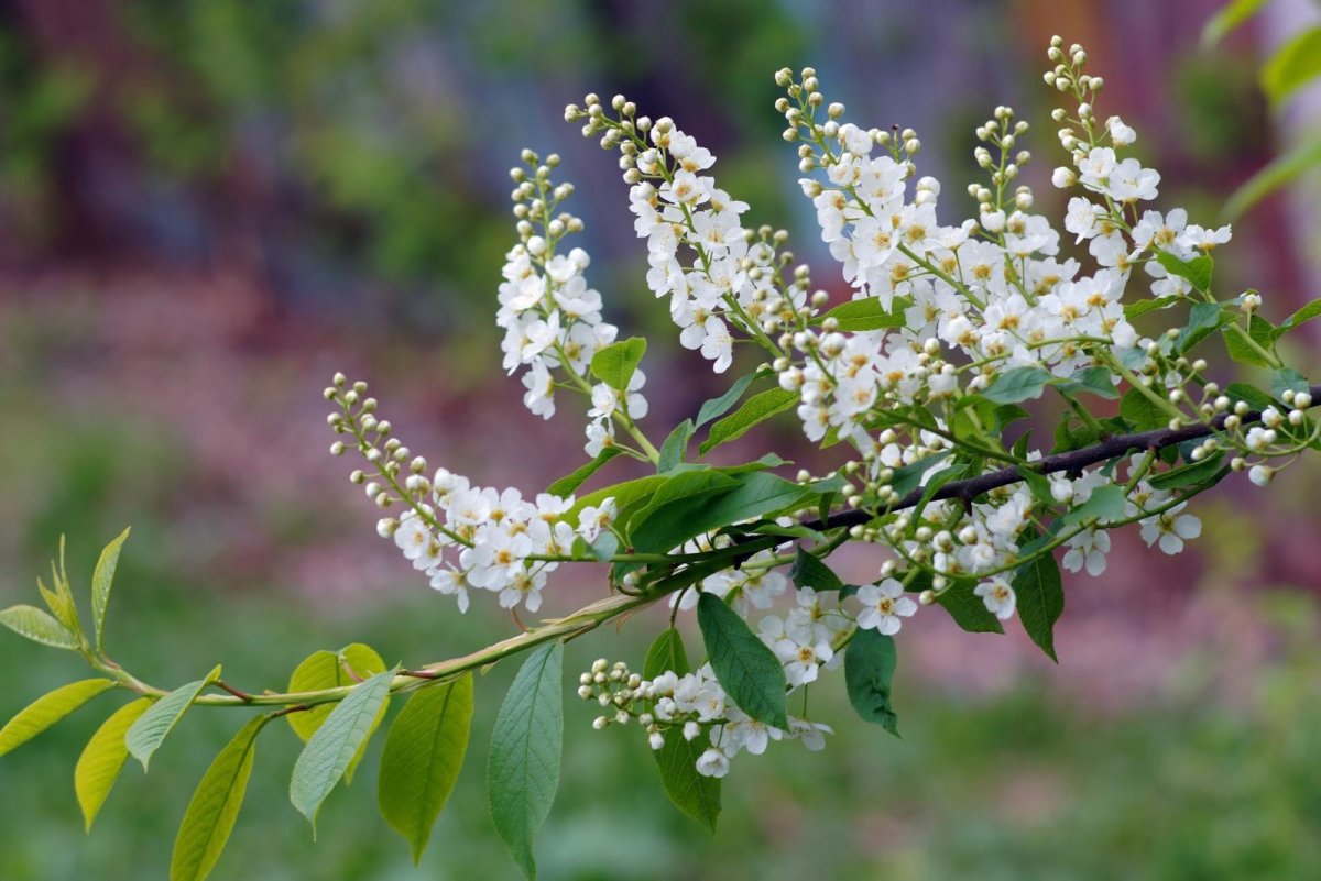 Цветы черемухи