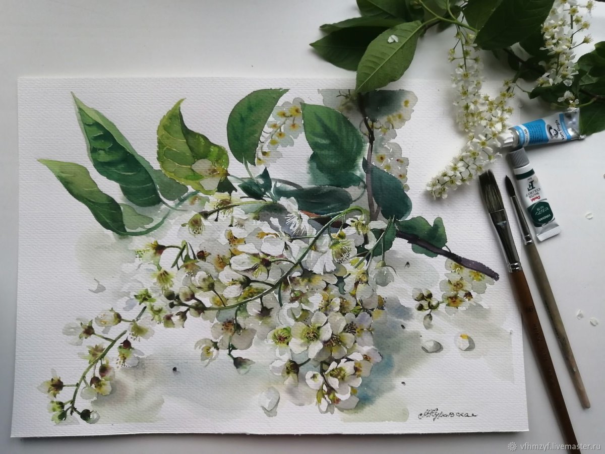 Ветка черемухи акварель