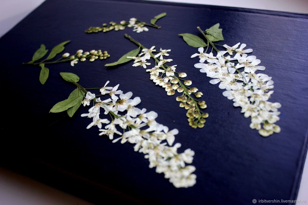 Гербарий цветущей черемухи