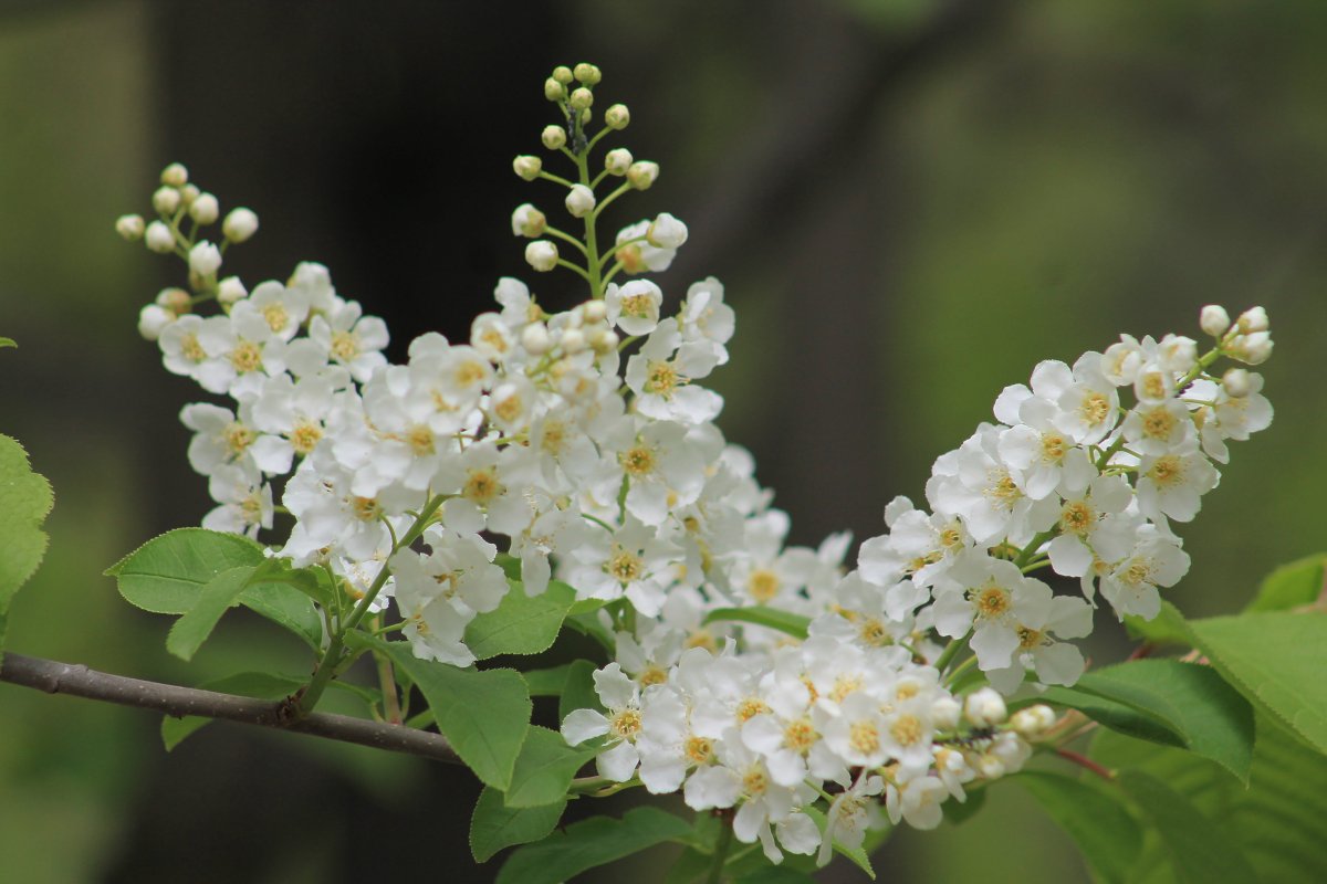 Веточка черемухи