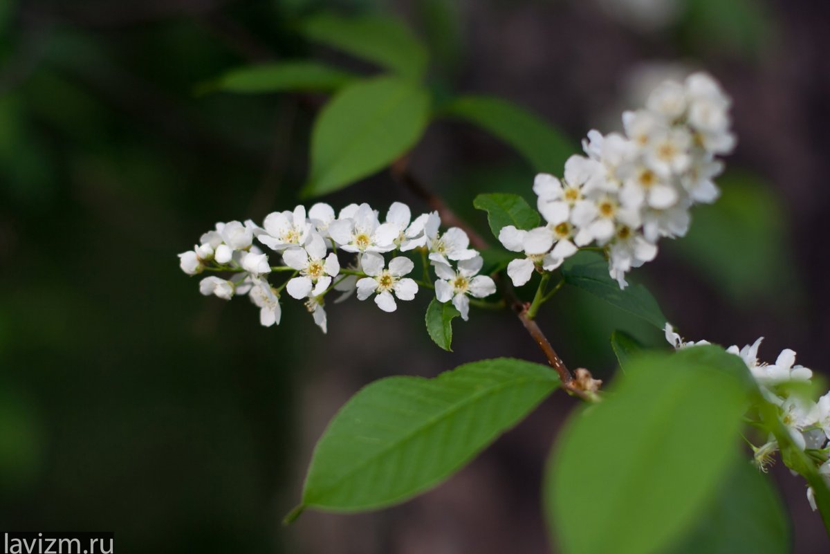 Черемуха обыкновенная ветка