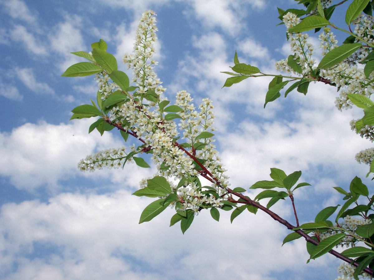 Ветка черемухи акварель