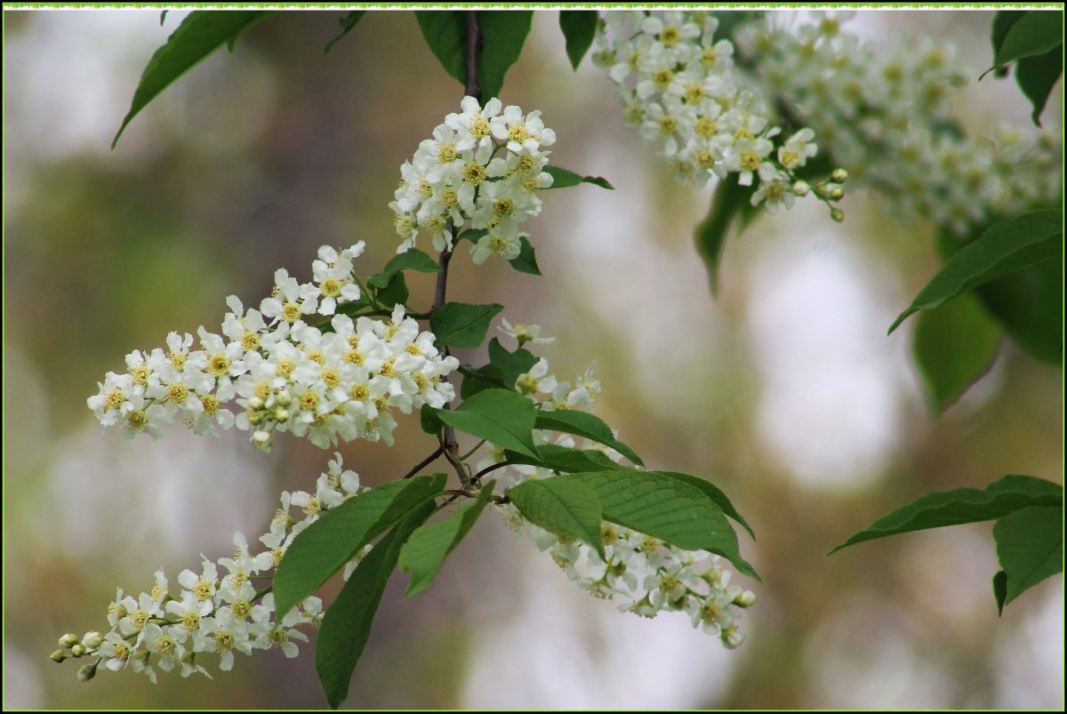 Цветёт черёмуха солнце