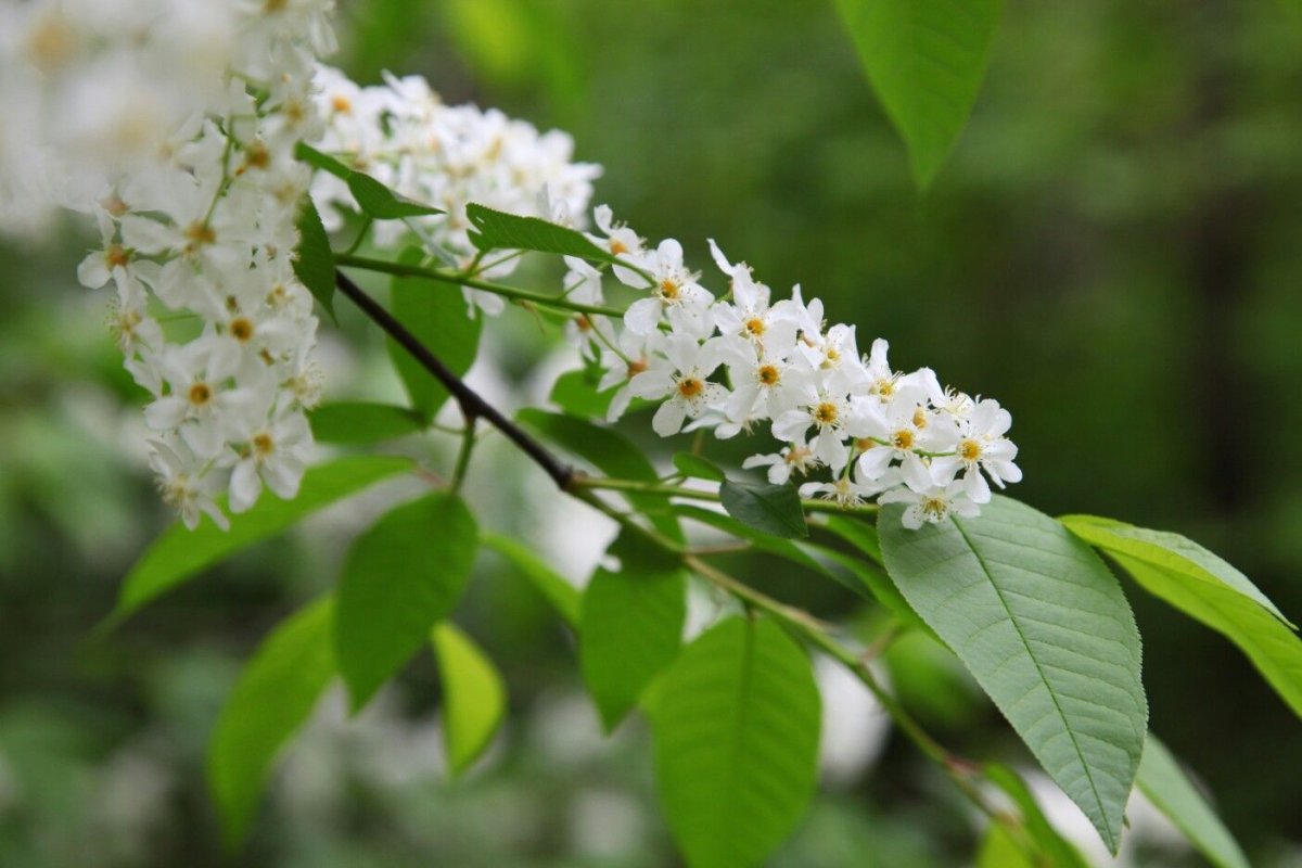 Букет из черемухи