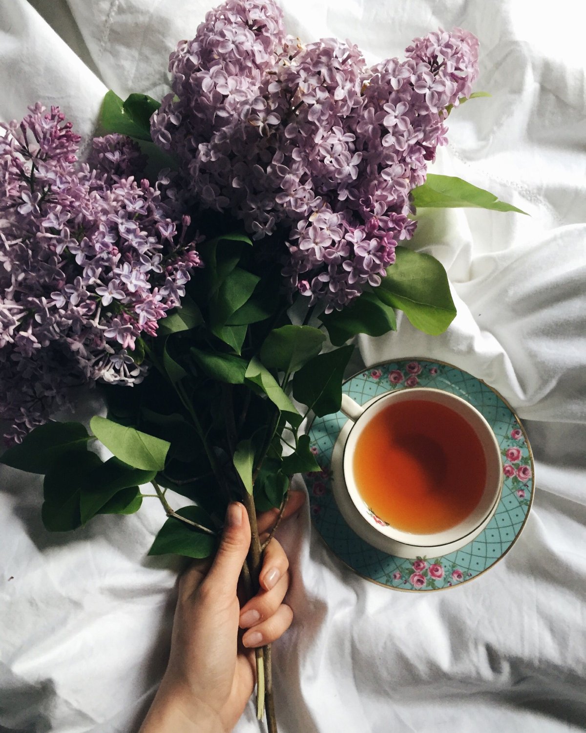 Черемуха обыкновенная цветение