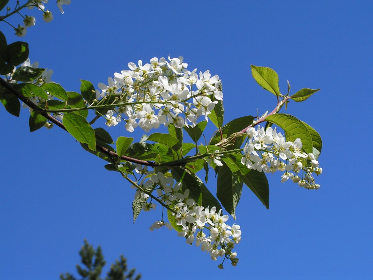 Ветка черемухи акварель