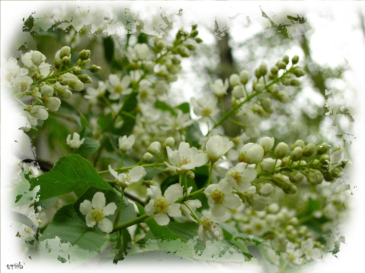 Цветущая черемуха вечером