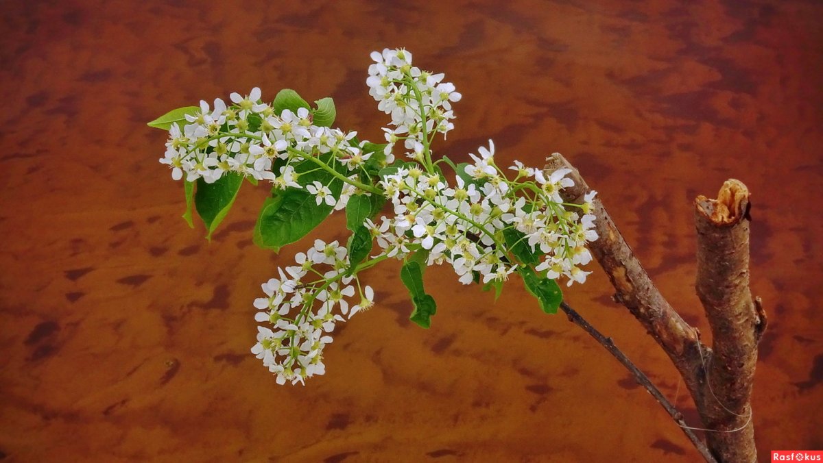 Букет "белая сирень"