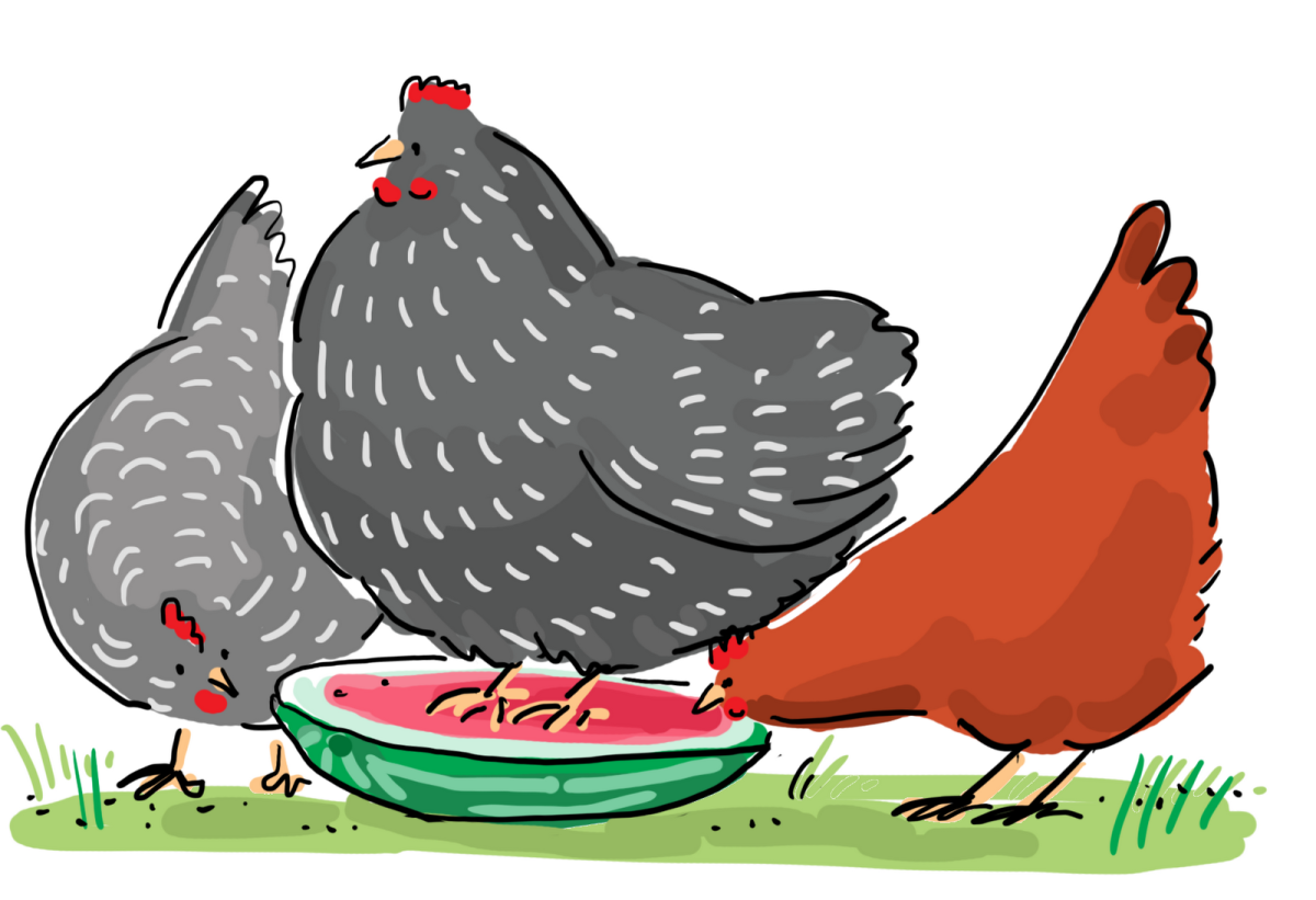 Нарезает курицу рисунок