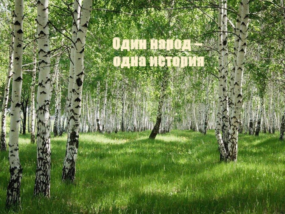 Березовая роща 4к