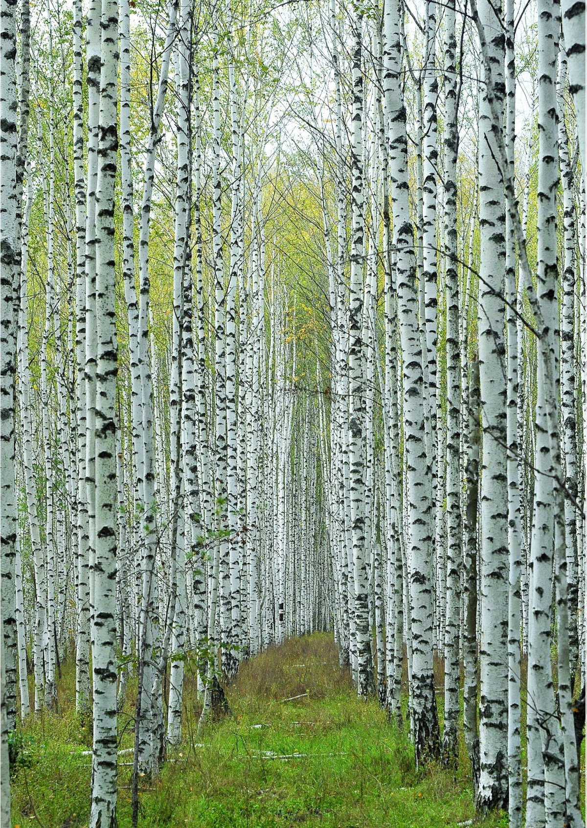 Березовая роща Минск