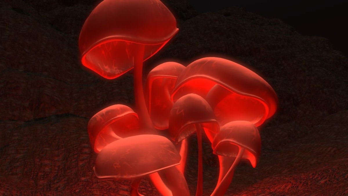 Флуоресцентные грибы