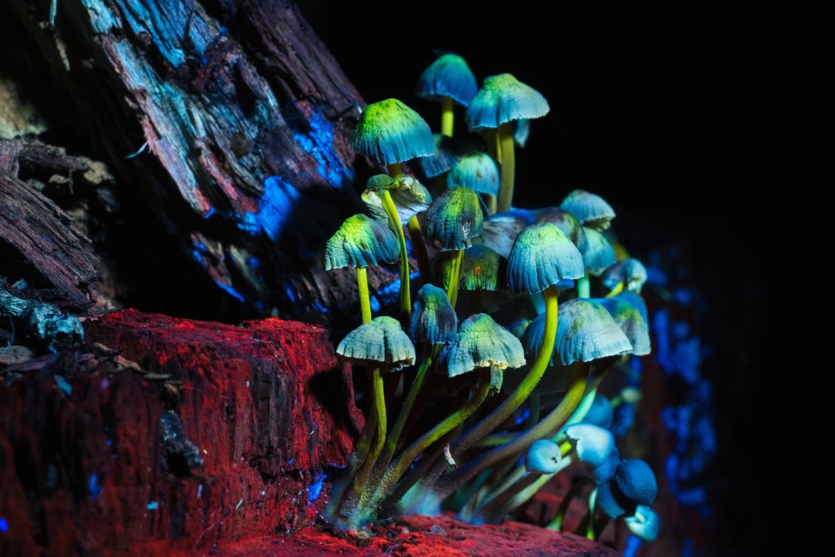 Мицена хлорофос