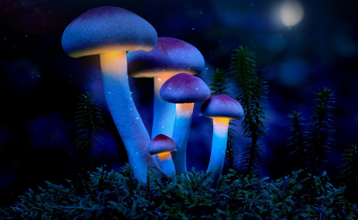 Грибы Эстетика