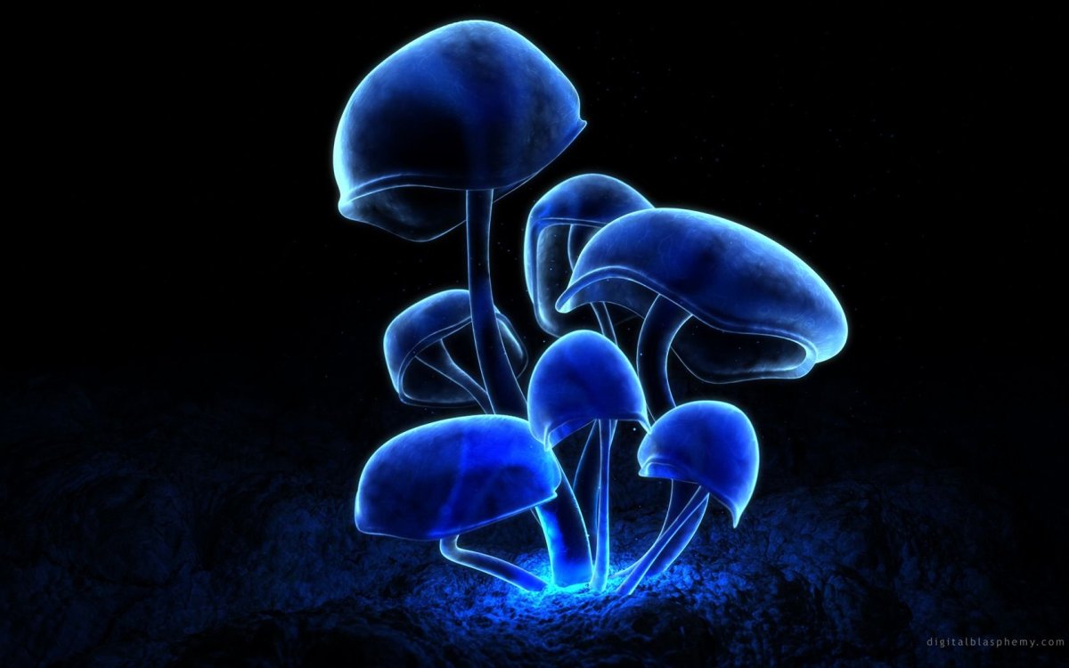 Mycena chlorophos