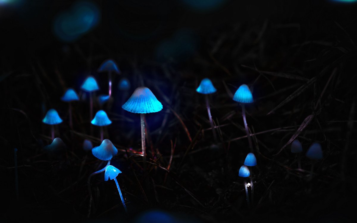 Волшебные грибы