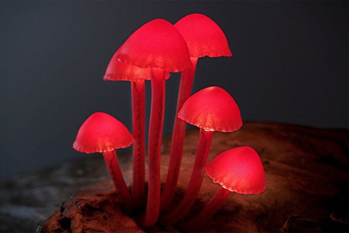 Грибы с подсветкой Мартина Пфистера