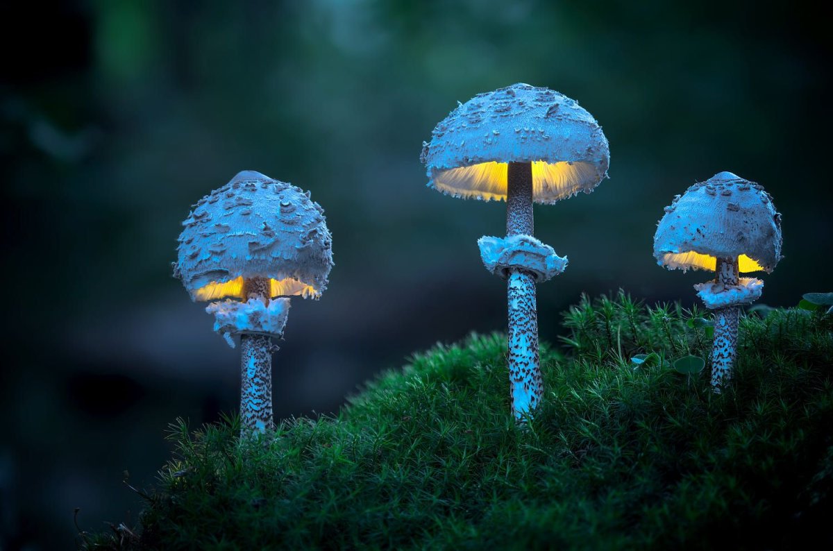 Биолюминесцентный гриб Mycena chlorophos