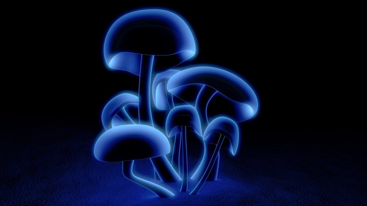 Неоновые грибы