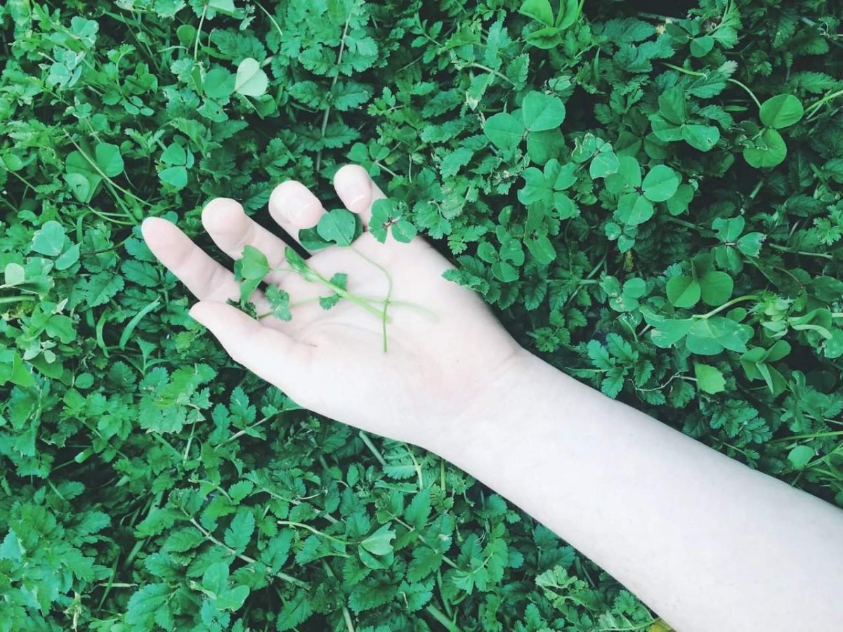 Зеленые деньги