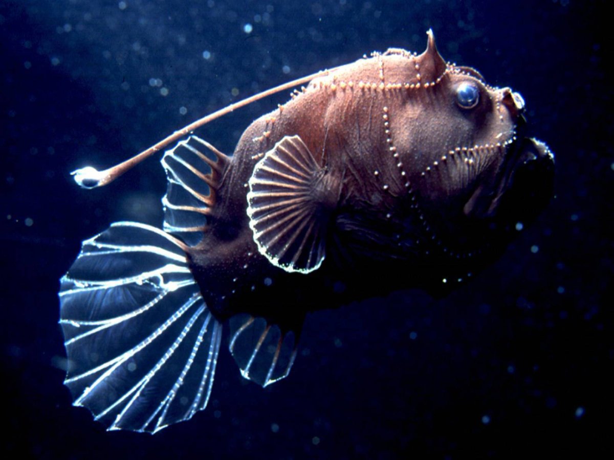 Рыба удильщик рыба удильщик