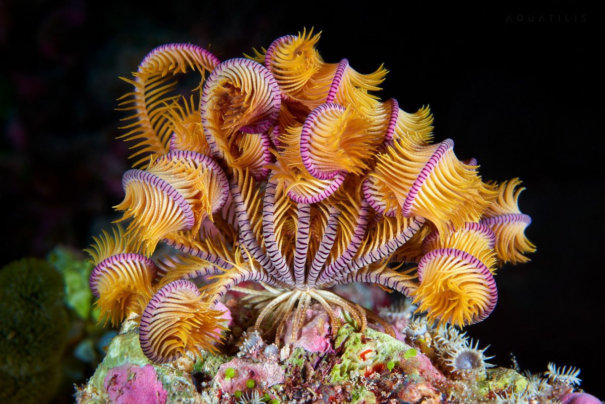 Подводный мир актинии