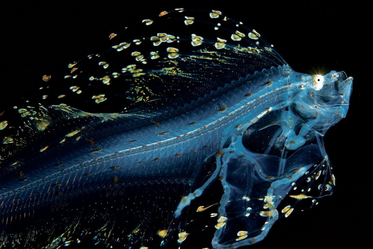 Глубоководные морские обитатели