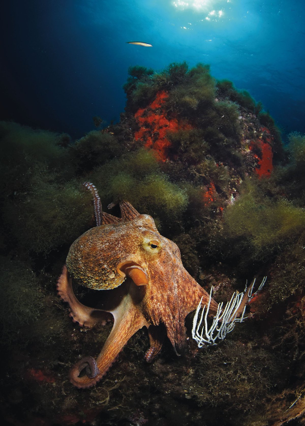 Подводные обитатели