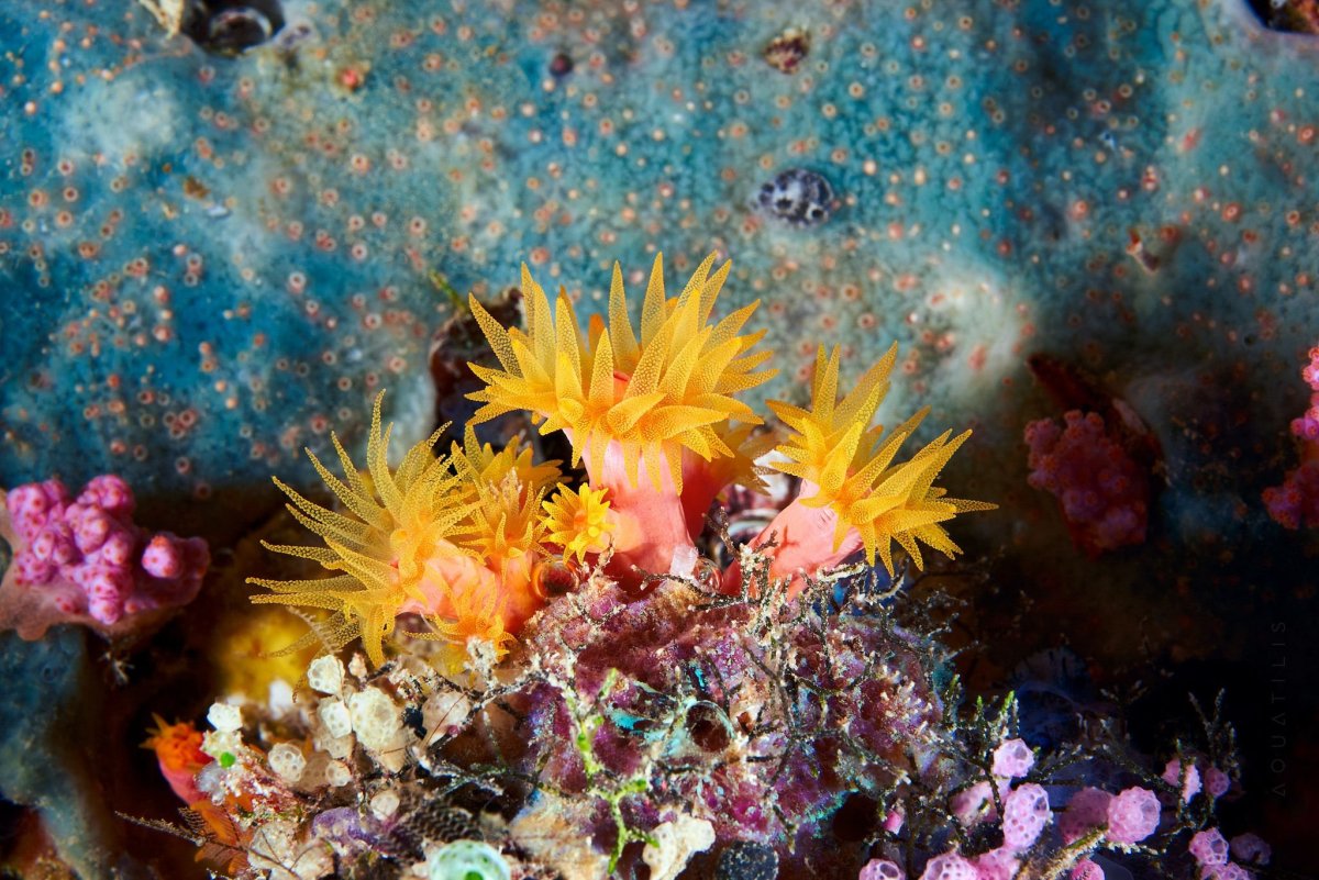 Красота подводного мира картинки