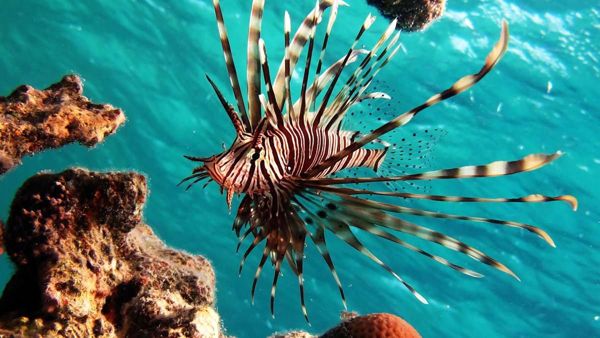 Обои морские жители