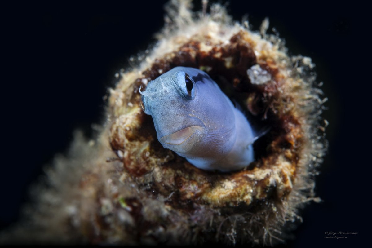 Морские глубины и их обитатели видео